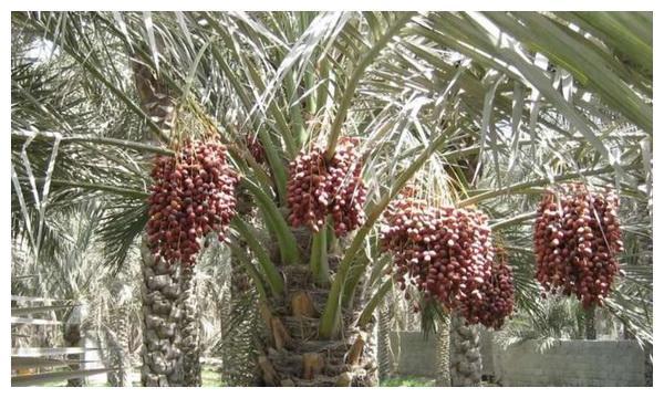 迪拜人热爱的椰枣，为何中国人却不爱吃？原因有三点