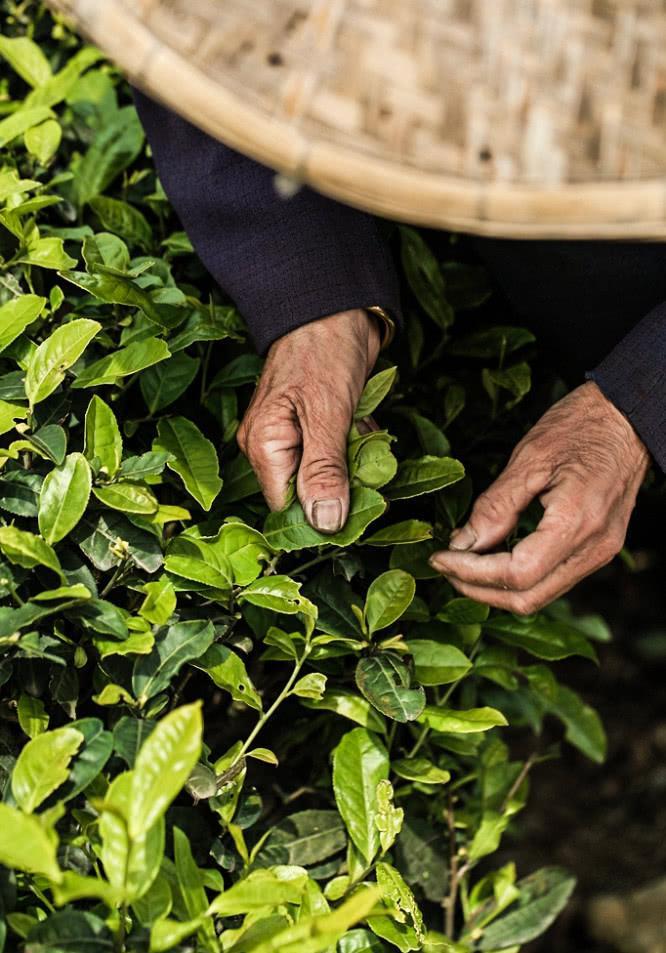 茶叶知识归纳：普洱茶梗含量的影响和控制