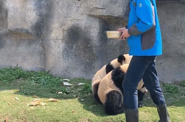 发觉饲养员要离开 大熊猫赶紧站笔直 结果食物又送到嘴边