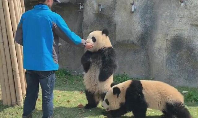 发觉饲养员要离开 大熊猫赶紧站笔直 结果食物又送到嘴边