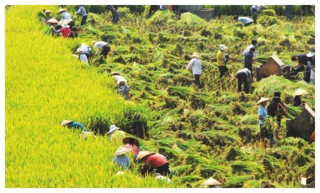 都是口粮，水稻和小麦什么区别？