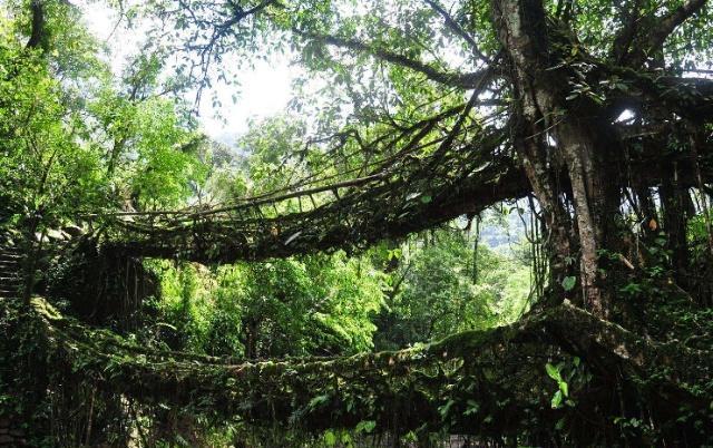 印度人用树种了一座桥：没用一点钢筋水泥，距今500年越走越安全