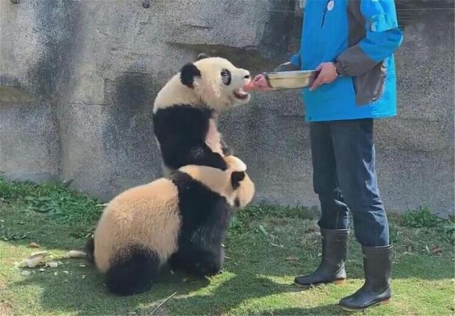 发觉饲养员要离开 大熊猫赶紧站笔直 结果食物又送到嘴边