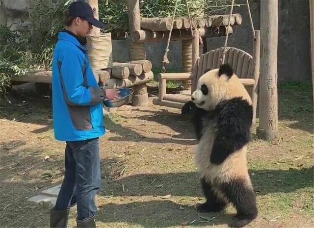 发觉饲养员要离开 大熊猫赶紧站笔直 结果食物又送到嘴边