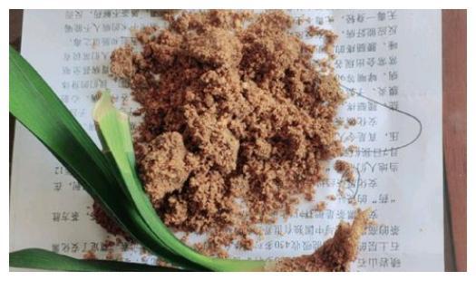 君子兰烂根了,泡了高锰酸钾,再埋到沙中,时隔半年生根了