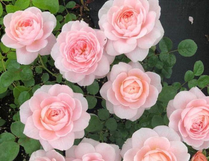 喜欢菊花，不如养盆“玫瑰精品”瑞典女王，花型丰满，粉嫩娇贵！