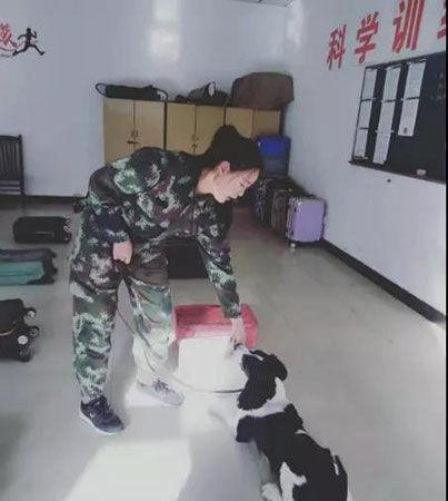 流浪狗成功逆袭！备考两月考上“公务员”成为上海口岸检疫犬！