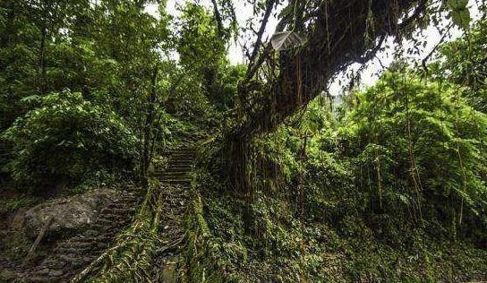 印度人用树种了一座桥：没用一点钢筋水泥，距今500年越走越安全