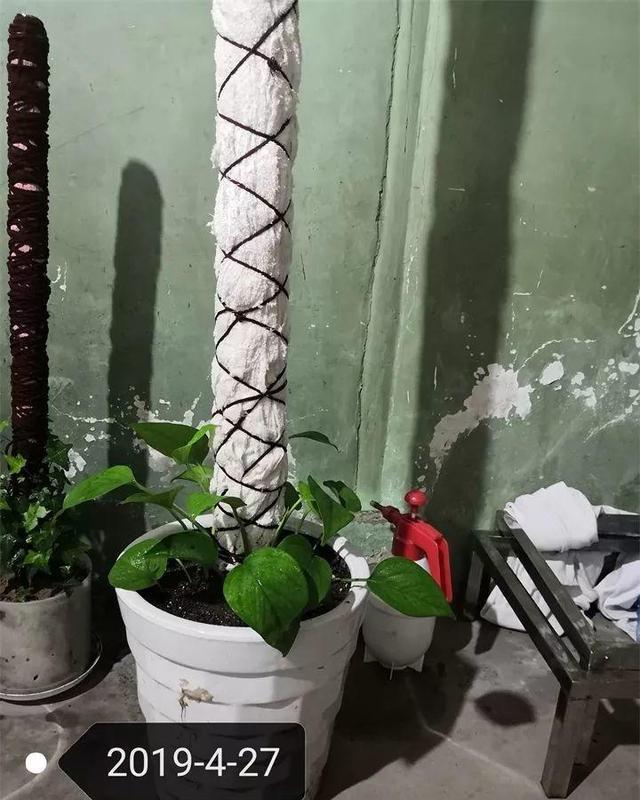 一盆刚种的绿萝，养成2米高的绿萝柱，咋养的？