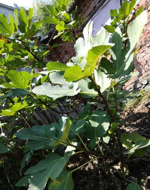 无花果第一次吃这么特殊的果咬开果子其实可以看见它的花芯