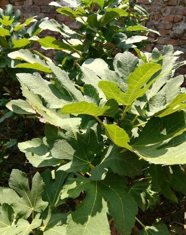 无花果第一次吃这么特殊的果咬开果子其实可以看见它的花芯