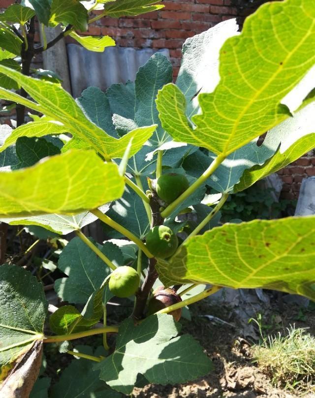 无花果第一次吃这么特殊的果咬开果子其实可以看见它的花芯