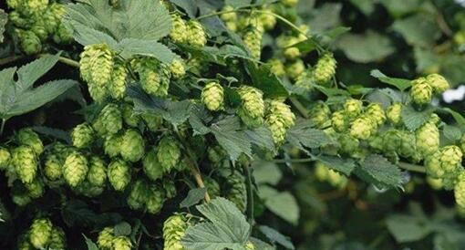 这植物虽不起眼，却是制作啤酒的主要原料，市场价格百元一斤