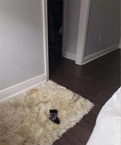 狗子犯错藏身地毯里，竟无人发现？