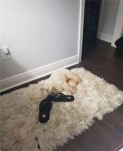 狗子犯错藏身地毯里，竟无人发现？