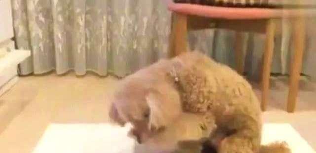 泰迪被猫养大，学会了猫咪的舔毛洗脸动作，主人：你是一只狗啊！