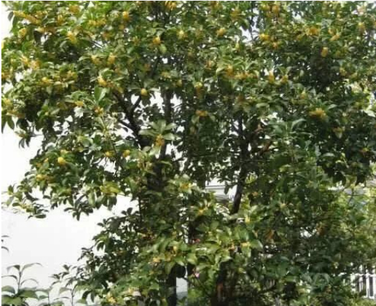 耐寒的树木有哪些?