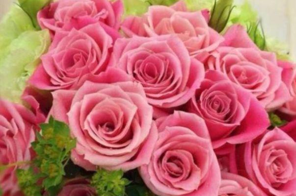 喜欢养菊，不如养“高档玫瑰”泰姬，妖艳似美姬，高贵优雅