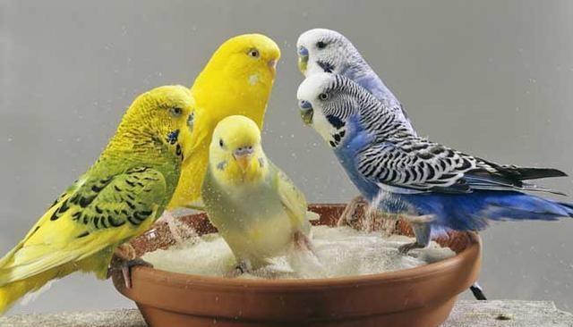 炎炎夏日，新手如何帮鹦鹉洗澡4个小技巧让你家鹦鹉爱上洗澡