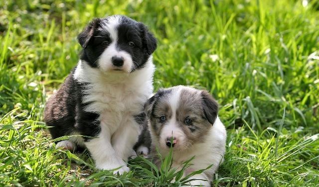 科普丨母狗一次生了多胎狗崽，能算是双胞胎或三胞胎吗