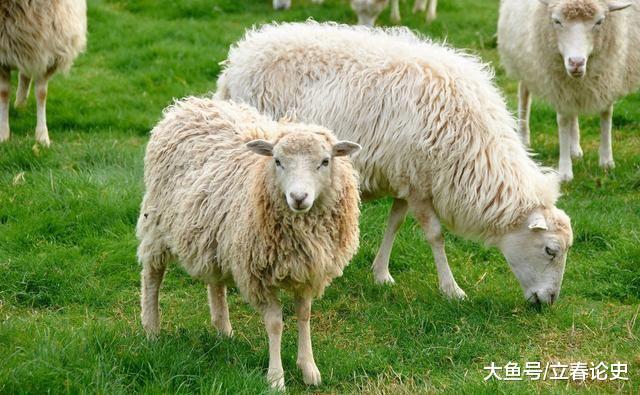 俗語(yǔ)”臘月羊，守空房“，啥意思屬羊不好嗎