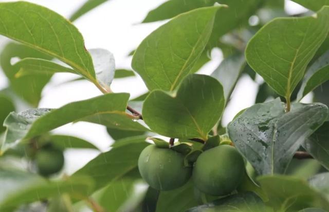 雨后，在这里邂逅江南