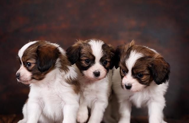 科普丨母狗一次生了多胎狗崽，能算是双胞胎或三胞胎吗