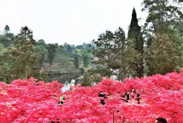 21世纪自贡市适合情人旅游的景区,你推荐哪个?