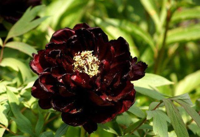 奇奇奇，世界上真有黑色的花？这些独特的花朵你见过没有？