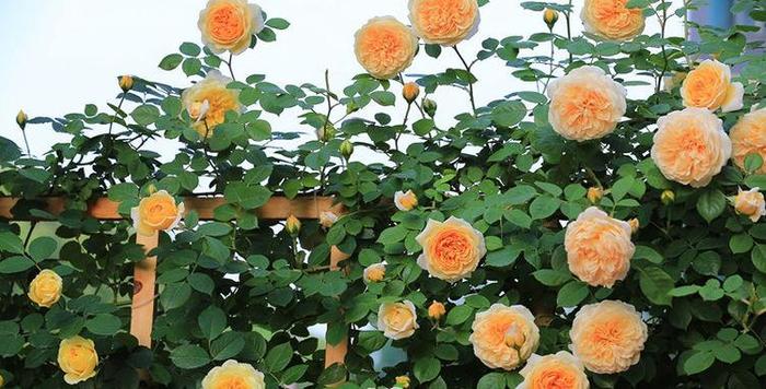 “珍品玫瑰”安妮公主，花团锦簇，芳姿耀眼，堪称是养花首选
