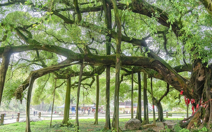 最新数据揭秘：黄江北岸大榕树瓦房在哪里，2025位置及历史故事详解