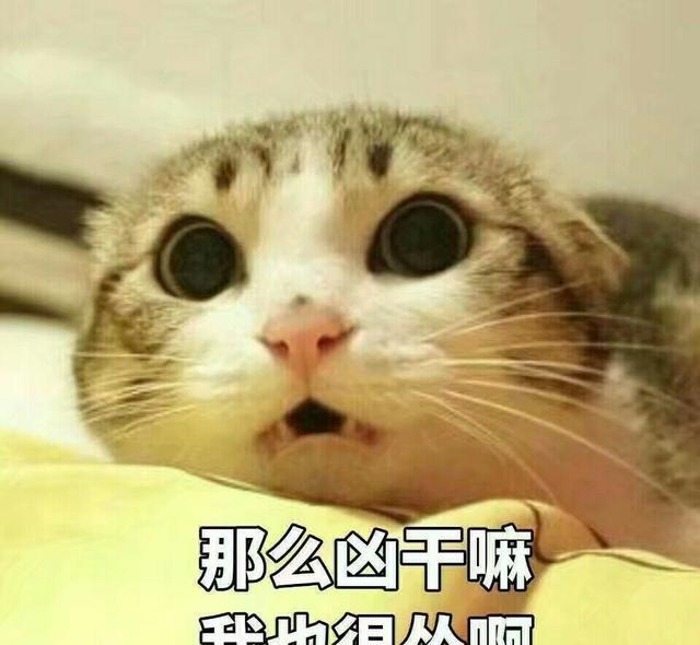 远看大妈像是在虐猫，正想上去理论，了解情况后：好好受着吧