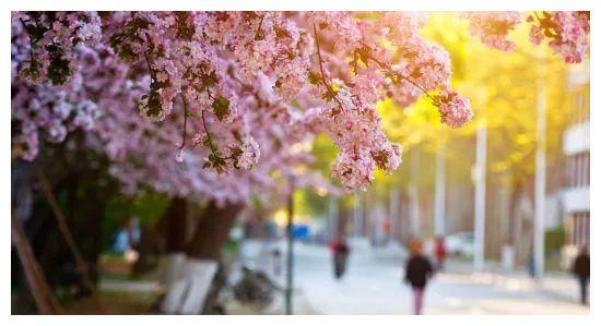 校园美景看天津大学，这里的海棠花成“网红”