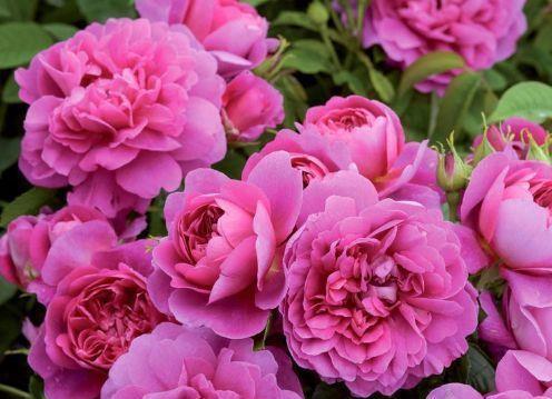 “珍品玫瑰”安妮公主，花团锦簇，芳姿耀眼，堪称是养花首选