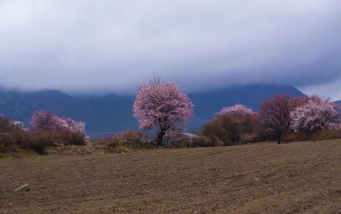 波密桃花谷，漫山遍野桃花绽放，仿佛陶渊明诗中的桃花源