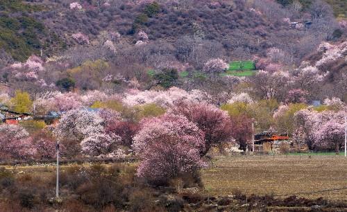 波密桃花谷，漫山遍野桃花绽放，仿佛陶渊明诗中的桃花源