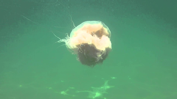 12 14 狮鬃水母。水母家族最大的已知物种就是狮鬃水母。据记载，最大的