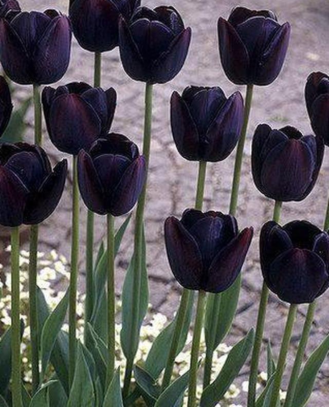 奇奇奇，世界上真有黑色的花？这些独特的花朵你见过没有？