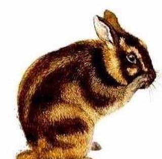 苏门答腊兔，唯一的条纹兔子