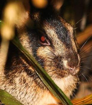 苏门答腊兔，唯一的条纹兔子