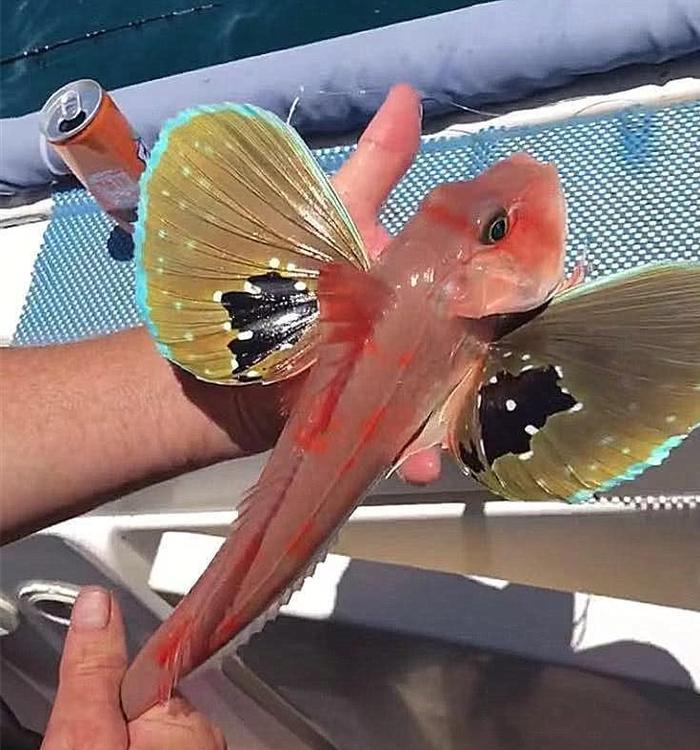 还有如此美丽的蝴蝶鱼? 你长得如此多彩斑斓, 你让蝴蝶怎么办?