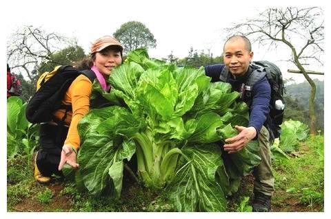 世界上最大的蔬菜，你认得几个？