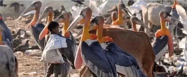 印度垃圾场到处是这种鸟，比牛还大，为什么当地贫民从不吃它们？