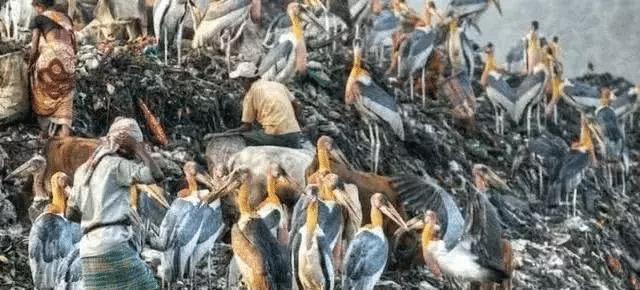 印度垃圾场到处是这种鸟，比牛还大，为什么当地贫民从不吃它们？