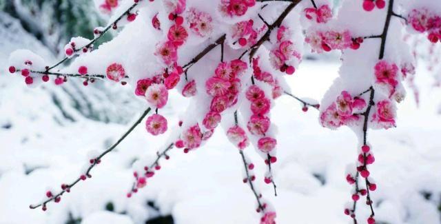 春有百花秋望月，夏有凉风冬听雪。