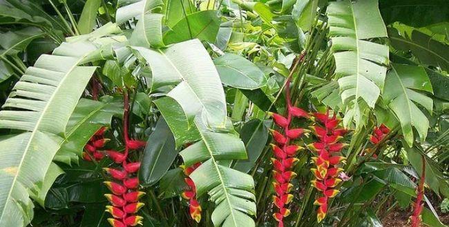 世界上十大样子千奇百怪的热带雨林植物