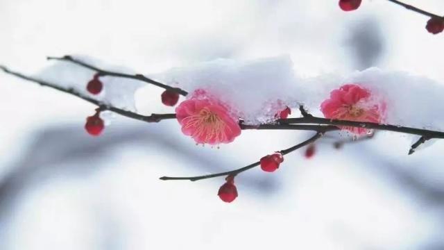 春有百花秋望月，夏有凉风冬听雪。