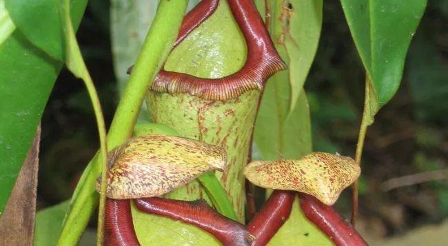 世界上十大样子千奇百怪的热带雨林植物
