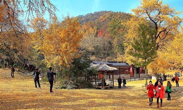 这里的银杏已有千年历史，电影《聂隐娘》取景地，湖北随州银杏谷