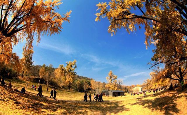 这里的银杏已有千年历史，电影《聂隐娘》取景地，湖北随州银杏谷